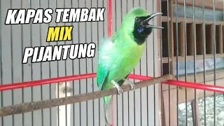 Download BONGKAR ISIAN KAPAS TEMBAK MIX PIJANTUNG | CUCAK IJO TEMBAKAN TAJAM MP3