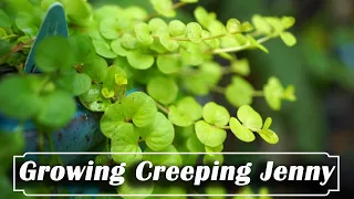 how to grow creeping jenny