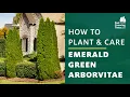 Lagu Emerald Green Arborvitae Tree | How to Plant \u0026 Care