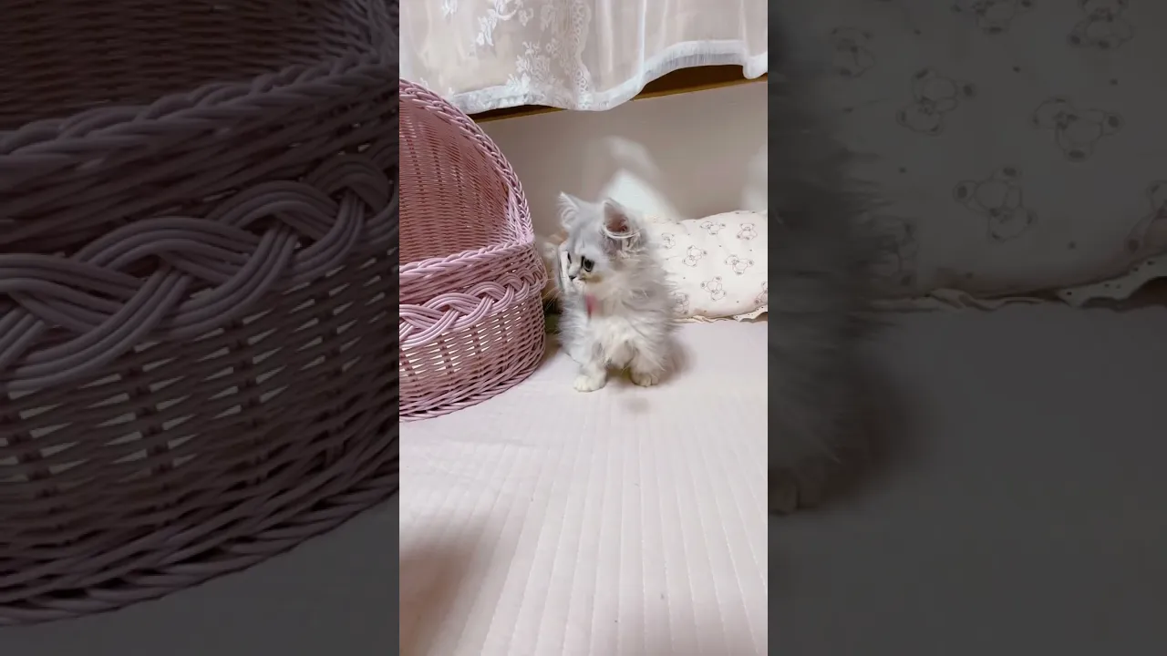 動画