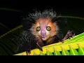AYE-AYE - Madagascar s Strangest and Most Mysterious Creature