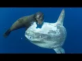 Download Lagu Ocean Sunfish | A GIANT Floating Heads from the Depths | Facts of the Largest Bony Fish