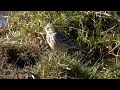 Download Lagu A Meadow Pipit, not a Tree Pipit 4K