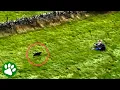 Download Lagu Drone captures lost dog's emotional reunion with family
