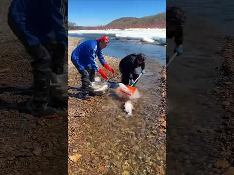 amazing fish 🤣 #funny #funnyvideo
