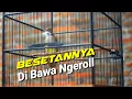 Download Lagu pancingan cucak jenggot mantap bikin emosi beset panjang