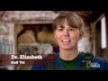 A Prickly Stink-uation The Incredible Dr Pol