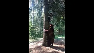 شاهد كيف نجا هذا شخص بحياته من هجوم الدب الروسي 