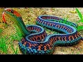 Download Lagu 10 Most Beautiful Snakes In The World