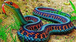 10 Most Beautiful Snakes In The World  10 Most Beautiful Snakes In The World