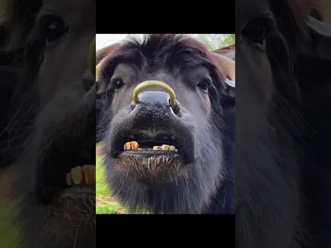 Water Buffaloes Are Giant Gentle Souls ❤️🐃