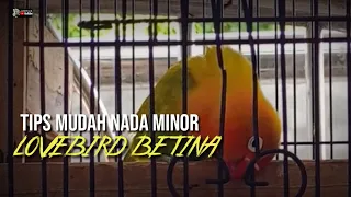 Download CARA AMPUH PROSES LOVEBIRD BETINA MINOR MP3