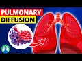 Pulmonary Diffusion Medical Definition Quick Explainer