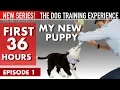 My New Puppy The First 36 Hours NEW SERIES The Dog Training Experience Episode 1