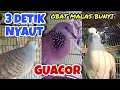 Download Lagu Suara Kombinasi Perkutut Lokal X Derkuku Djawa X Puter Pelung. Langsung Nyaut