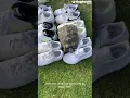 Fashionista Tortoise Hates Black Shoes Dogtooth Media