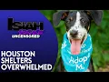 Houston s Animal Shelter Crisis Why So Many Pets Need Homes