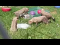 Cheetah Cubs Playing with Jolly Balls at the Smithsonian Conservation Biology Institute