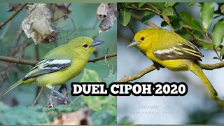 duel seru pancingan sirtu atau cipoh dijamin ampuh 