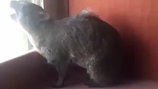 افضل صوت استخراج الوبر راععععع 