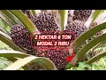Download Lagu Cara meningkatkan hasil panen buah kelapa sawit dengan modal dua ribu rupiah sawit subur 