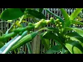 Aerides NOID in