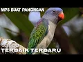 Suara pancingan mp3 buat manggil burung puling tajaling/nuri tanau terbaru