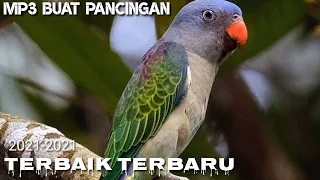 Download Suara pancingan mp3 buat manggil burung puling tajaling/nuri tanau terbaru MP3