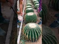 Lagu Moving Cactus Plant Need Skills #satisfying #short