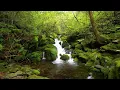 Melody of the Forest, Birds Singing, Beautiful Stream Sounds