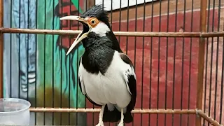 suara jalak suren pancingan emosi full mompa variasi agar burung jalak cepat gacor full isian mewah