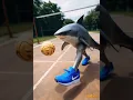 Download Lagu Tralalero plays SEPAK TAKRAW
