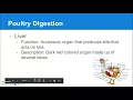 7 02 Poultry Digestion