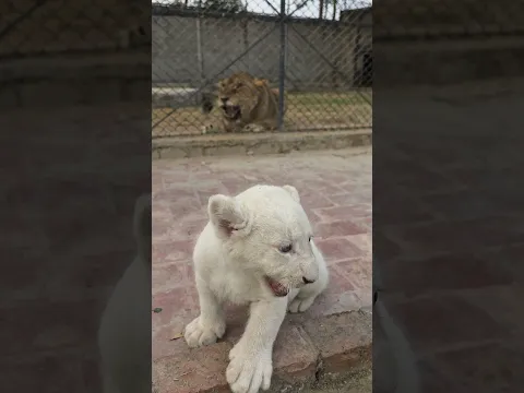 Mother Wants Her Rare White Cub Back into the Cage | Nouman Hassan