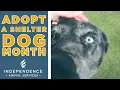 Adopt A Shelter Dog Month
