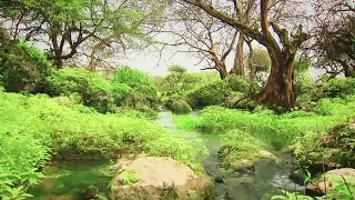 يا زائر صلالة غناء الفنان عبدالمنعم العامري دندنها