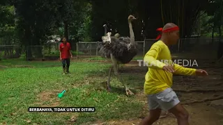 Si Botak Dikejar Burung Unta | JEJAK SI GUNDUL (08/10/26)