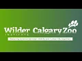 Download Lagu Are you ready to be wilder?