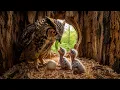 Great Horned Owl From Egg to Adulthood Full 90-Day Life Cycle