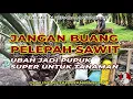 Download Lagu JANGAN BUANG PELEPAH SAWIT! UBAH JADI PUPUK SUPER UNTUK TANAMAN