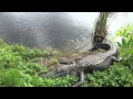 Dragons of Florida