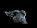 Above & Beyond - Avoure - Ben Böhmer - Sultan + Shephard - Jerro (Omer Gigi Set)
