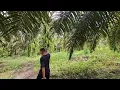 Lagu Dijual kebun sawit produktif legalitas SHM Luas 11.635 M² harga 36 rb permeter 