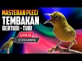 Download Lagu 🔴  LIVE masteran pleci tembakan bertubi-tubi