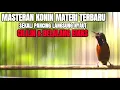 Download Lagu SUARA BURUNG KOLIBRI NINJA ISIAN CILILIN SAMBUNG BELALANG EMAS