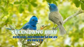 Download BLUE SHAWL BIRDS CHIRPING IN THE WILD | BLUE SHAWL IN NATURE FEEDING ITS CHICKS MP3