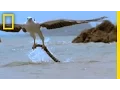 Download Eagle vs. Sea Snake | National Geographic mp4 3gp mp3 videos - waplic