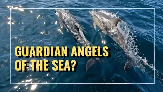 E14 Our best DOLPHIN footage yet! – protecting us from the Orca attacks?
