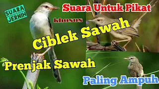 suara pikat ciblek sawah paling ampuh