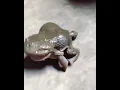 Download Lagu LUCU BANGET KATAK NANGIS